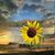 Ponchita Jaramillo's profile image