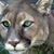 Peggy Irestone Nelson's profile image