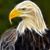 Robert Darling's profile image