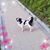 Xinyu Han's profile image
