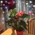 Rossy Gopar's profile image