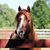 Lisa Westmorland's profile image