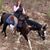 Dorothy McAlister's profile image