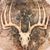 Corey Windham's profile image
