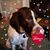Faith Marie Rothlisberger's profile image