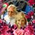 Ann Franks Brown's profile image
