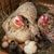 Lee Ann McWhorter Lynn's profile image