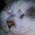Carolyn Hoffman's profile image