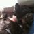 Laura Bonnett's profile image
