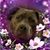 Cindy Darlene's profile image