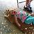 Pam Herbaugh's profile image