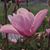 Jo Keiser Grundy's profile image
