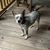 Annette Shaulis Dively's profile image