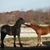 Denise Diehl Sennett's profile image