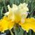 Susan Merschat's profile image