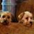 Lenora Johnson's profile image