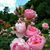 Sona Bijily's profile image