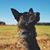 Ruba Ara's profile image