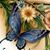 Salsera Toro's profile image