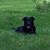 Lori Pettigrew Abrams's profile image