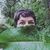 Suzanne Phillips's profile image