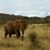 Horseman Makanyaga's profile image