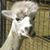 Lynda Tetzlaff's profile image