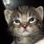 Lorie Johnson's profile image