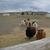 Elayne Tingey's profile image