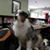 Edward V McGinniss Dvm's profile image