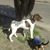 Chichilo De Catanzaro's profile image