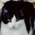 Carren Panico's profile image