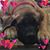 Lisa Davis's profile image