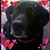Patti Williamson's profile image