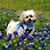 Carolann Norman's profile image