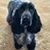 Elizabeth Gibbs's profile image
