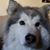 David Baluk's profile image