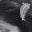 Saman Sohail's profile image