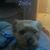 Darlene Portillo's profile image