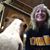 Monica Scibilia Pollock's profile image