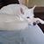 Joy Sutphin's profile image