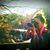 Angie Iannucilli Capps's profile image