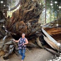 Julie Hutchinson's profile image