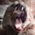 Brian Pickell's profile image
