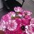 Dawn M Evans's profile image