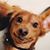 Joy Bozzelli's profile image