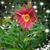 Diana Furnald Schroeder's profile image