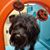 Dario DiFilippo's profile image