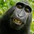 Charles P Bellino's profile image