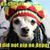 Liesl Bohn's profile image